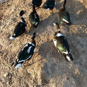 indawutga gaz ördek