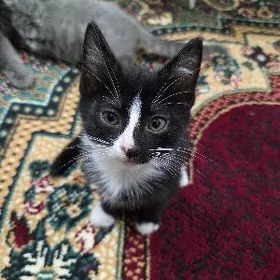 Котята