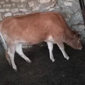 gacar