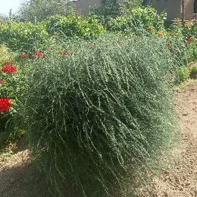 gul