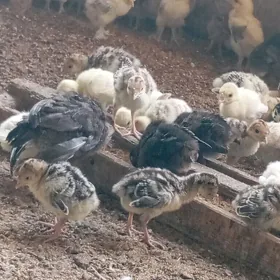 induk juýjeler we brama juýjel