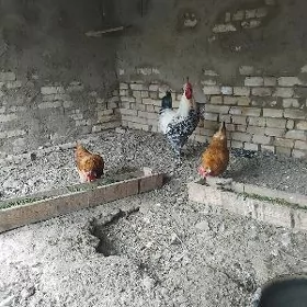 horaz