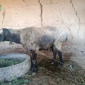 Goçlar we serke