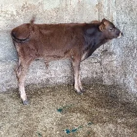 ÖKÜZ ŞWES MİŞGA