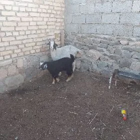 Owlakly geçi