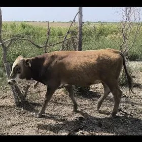 Öküz