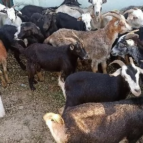erkeç,işşek, goýun,goç teke