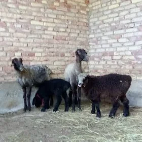 Guzuly Goýun we 3 sany Guzular