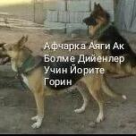 Афчарка Чагалари