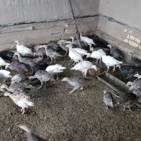 Induk jüje 2 aýlyk