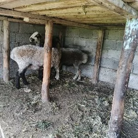 goýun