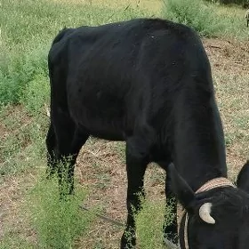 kaçar