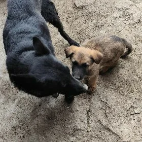 немецкая овчарка