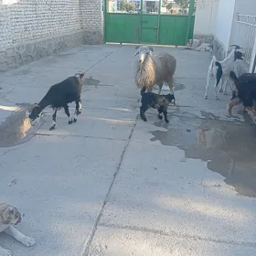 Owlakly Geçi