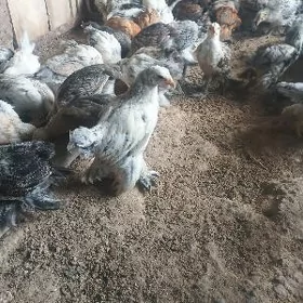 bolgar brama towuk juje