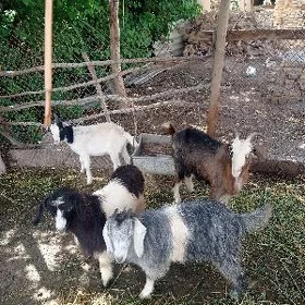 serkeler ve geçi