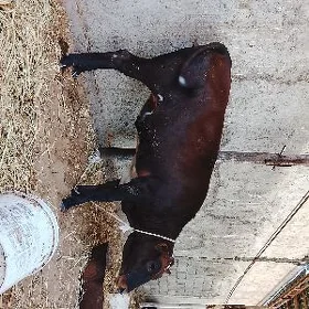 Tüwe