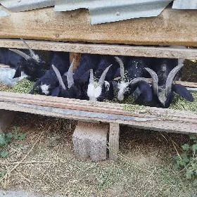 çebiş