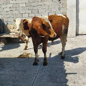 AŸȘER ƠKƯZCE