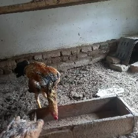 bayest horaz towuk