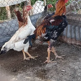 baysow
