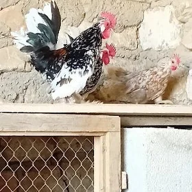 karlı towuk