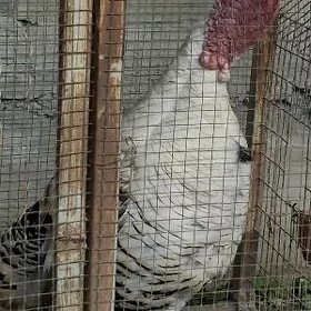 induk horaz satlyk dal obmen