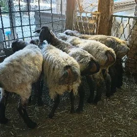 Işşek goýun erkeç