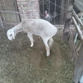 Кочкар яшш