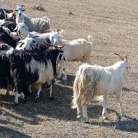 deg erkeç