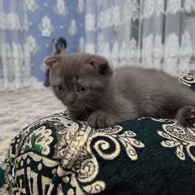 котенок вислоухий