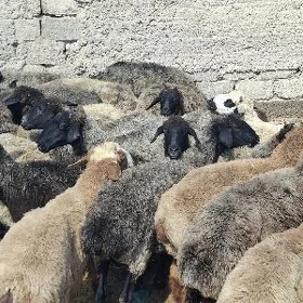 Goyunar gurwanyga yarayan tokl