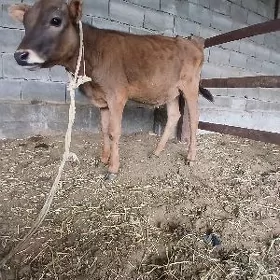 tohum tüwe