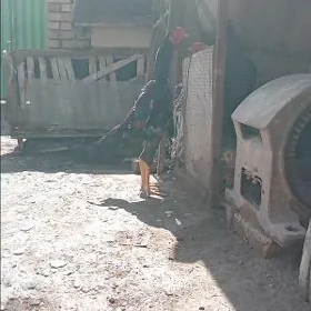 жужа
