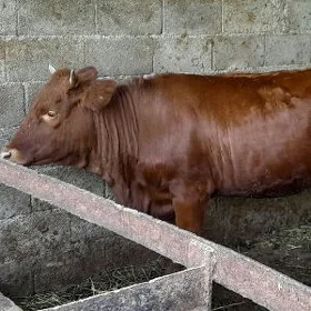 TUWE BAKYLAN