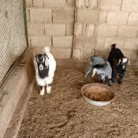 awlakly geçi we otugan owlak