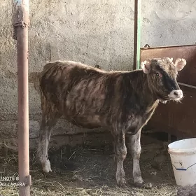 Öküz