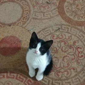 pişik