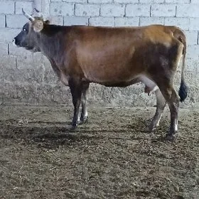 sygyr siwet