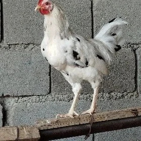 Horaz