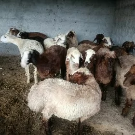 gyşlak toklylar
