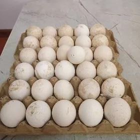 induk yumurtga