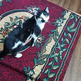 Кот