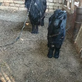owlakly geçi