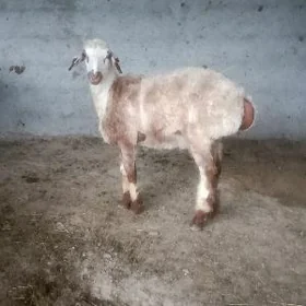 tokli baklan