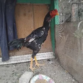 taşkent