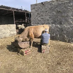 Goleli sygyr