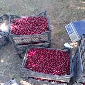 Ülje miwesi