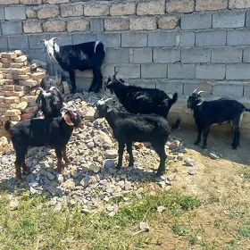 Dog erjeçler