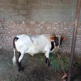 okuzce